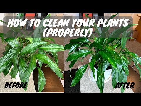 How to Properly Clean Indoor Plant Leaves and Make Them SHINE!