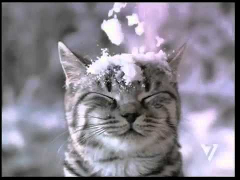 Новогодняя реклама Whiskas 