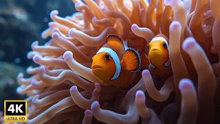 Dream Aquarium 4K, Dive Deep with Sea Animals & Colorful Sea Life in the Best 4K UHD Aquarium