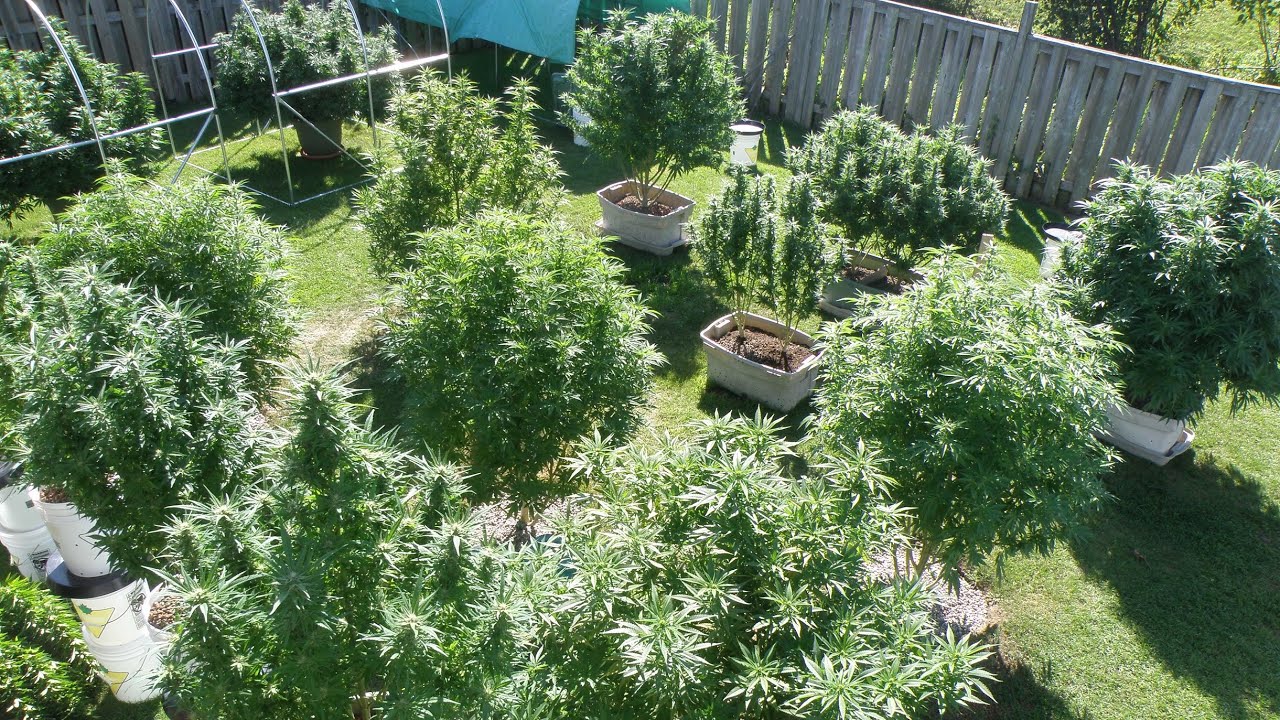 Flowering Cannabis Plants Outdoors in Northern Ontario