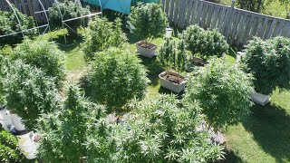 Flowering Cannabis Plants Outdoors in Northern Ontario