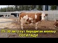 Куп сут берадиган моллар сотилади