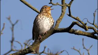 CANTO DE PAJAROS: Una hora de canto del Zorzal Común