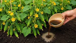 Just 1 liter of this natural solution helps cucumbers grow rapidly – Double the yield instantly