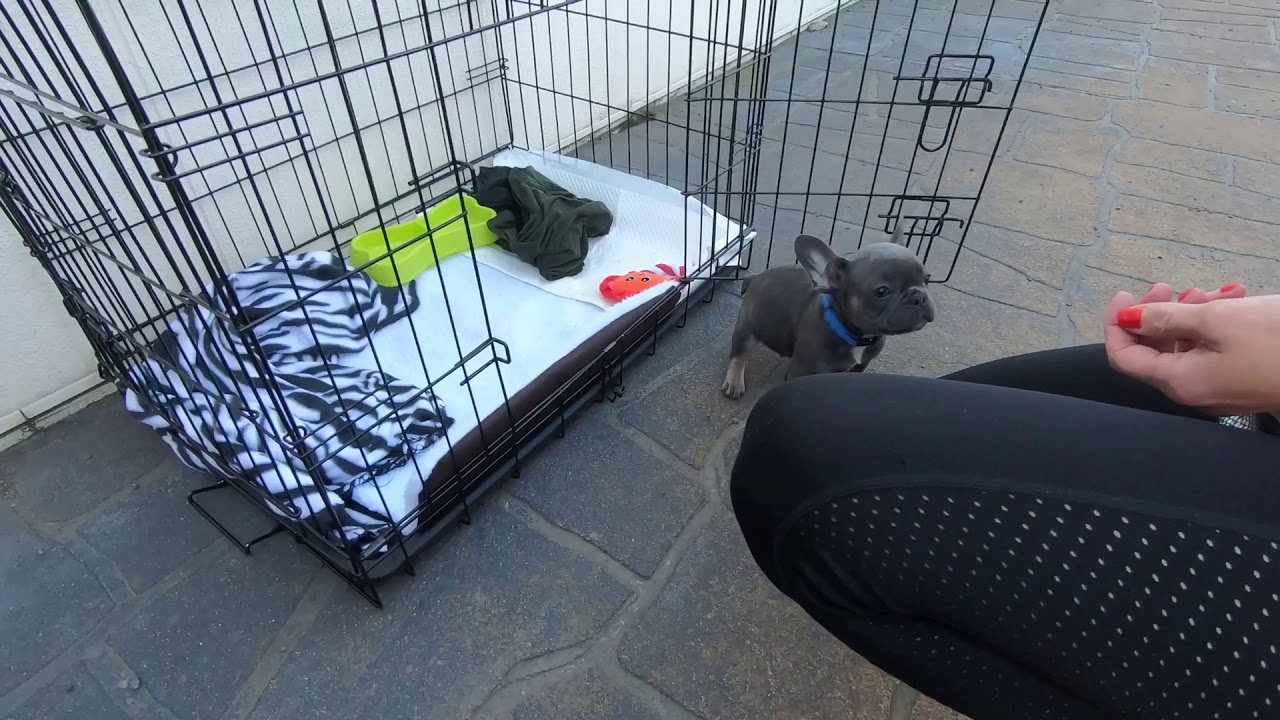 french bulldog crate training