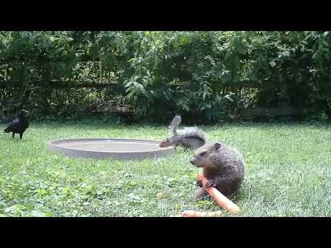 Squirrel dropkicks groundhog 720pFH