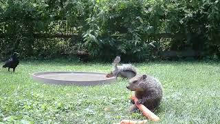 Squirrel dropkicks groundhog 720pFH