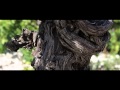 Vendange Au Domaine Barville Châteauneuf Du Pape 