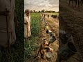 “Jab Bandar ne Kisan ki madad ki 😱 | Awara Janwar bhaag gaye!” #shorts #desijugaad