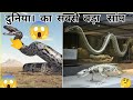 🐍दुनिया 😱का आज🤯 तक का🤔 सबसे 😭 बड़ा सांप👍 world👇 of largest snake🐍top trending facts🔥  amazing video