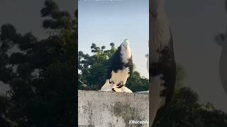 #fancypigeon #like #status #subscribers #comment #viralshort #vlog #trendingshorts #tiktok #yt 🔥 ♥️