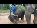 ระทึก❗️ช้างเทควาญ😂เอาไม่อยู่แล้ว❌จะทำไง🤣elephant