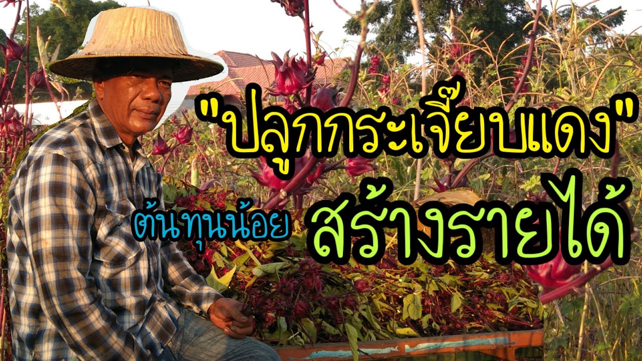 ปลูกกระเจี๊ยบแดงต้นทุนน้อยสร้างรายได้ | ตามไปเบิ่ง