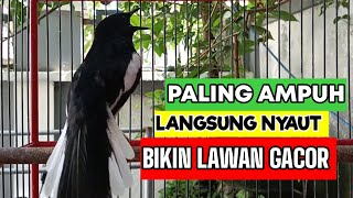 TERAPI PAGI KACER GACOR BUAT PANCINGAN KACER BAHAN LANGSUNG NYAUT RAJIN BUNYI GACOR