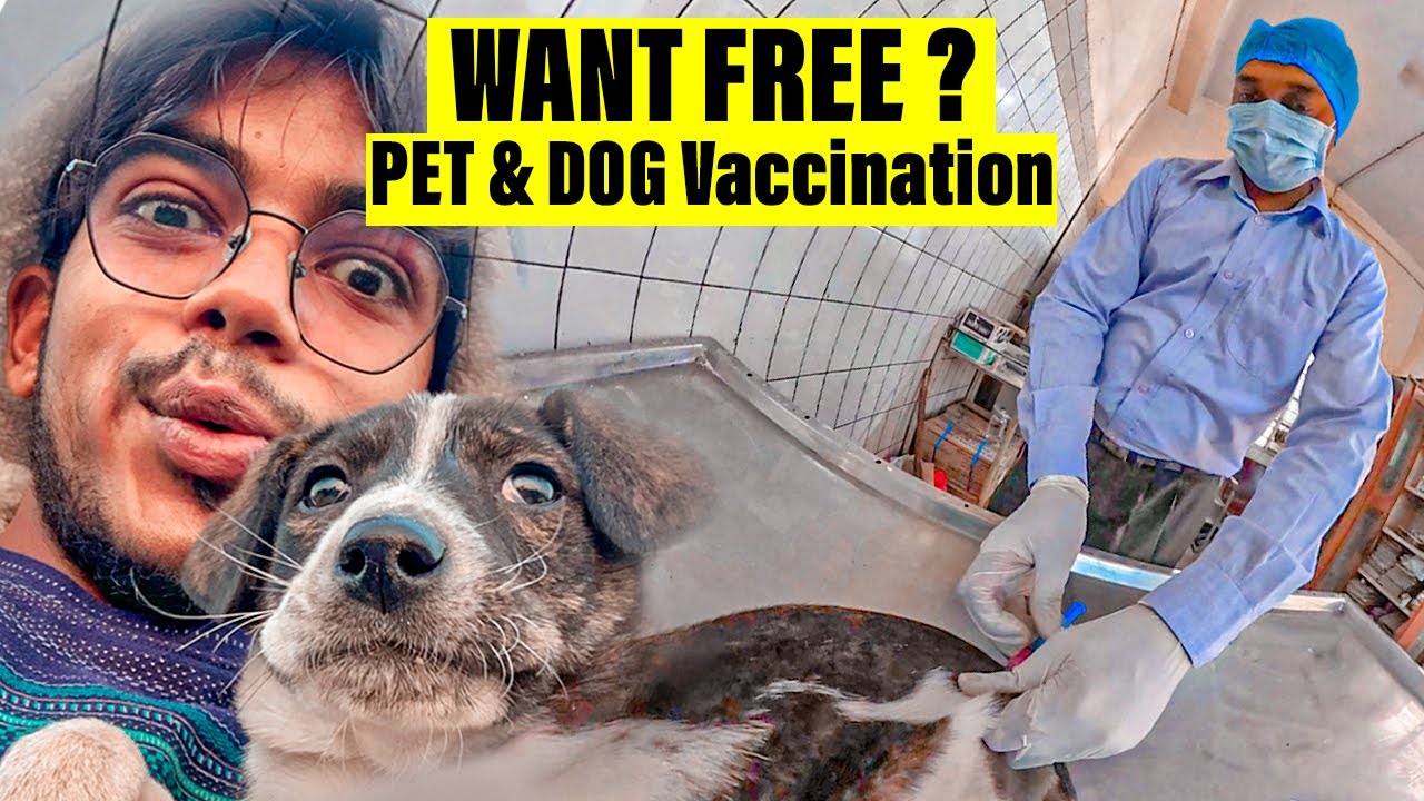FREE VETERINARY HOSPITAL IN DELHI TREATMENT OF INJURED PET BIRDS AND
