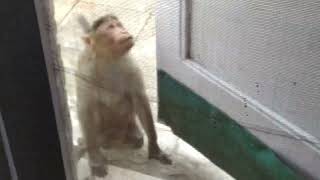 Monkey Trying To Open The Door