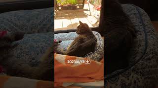 今日は暑いのでとりあえずお家でゆっくりねこ ねこ動画 シニア猫 猫闘病中 扁平上皮癌 shortsvideo shorts short