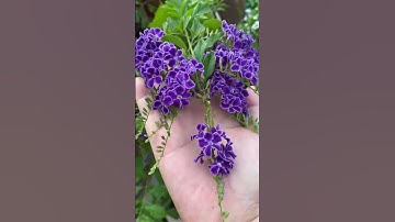 Hoa chuỗi Ngọc #Shorts