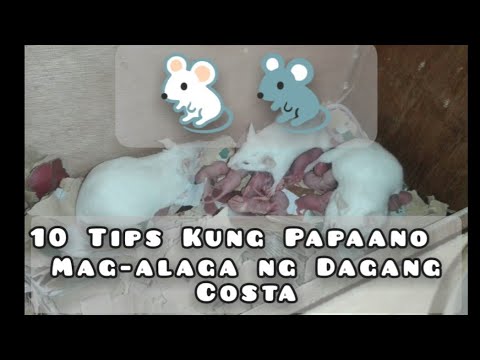Video: Paano Mag-aalaga Ng Daga