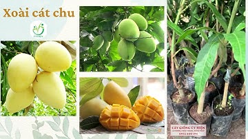 CÂY GIỐNG XOÀI CÁT CHU - NHÀ VƯỜN ÚT NHẬT