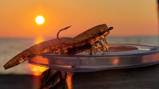 Wade Fishing Clear Water & Oyster Bars for Redfish!