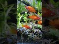 bucephalandra plants