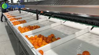 Famous Citrus Sorting Machine; Mandarin grading machine; orange grading machine Net Worth