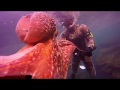 spearfishing portugal giant octopus caça sub polvo gigante