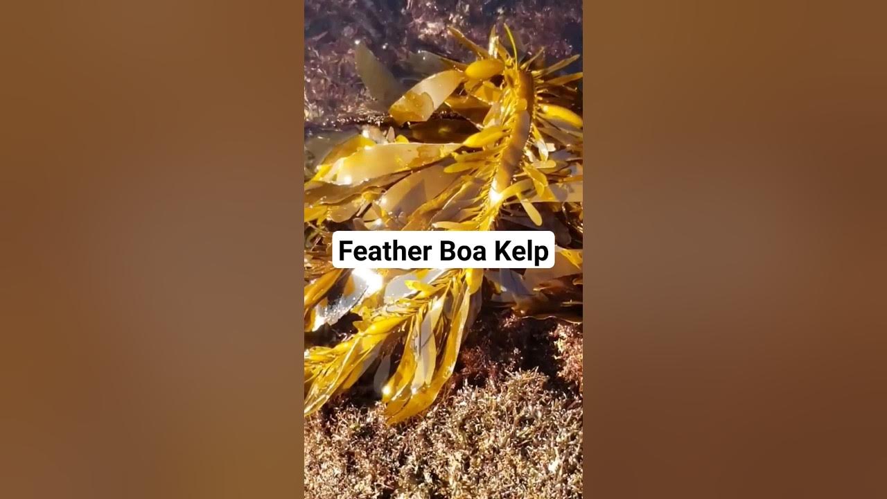 Feather Boa Kelp (Egregia menziesii) YouTube