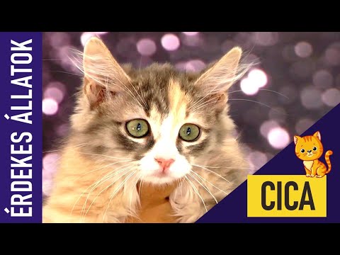 Videó: Mit csinál egy macska a kipufogón?