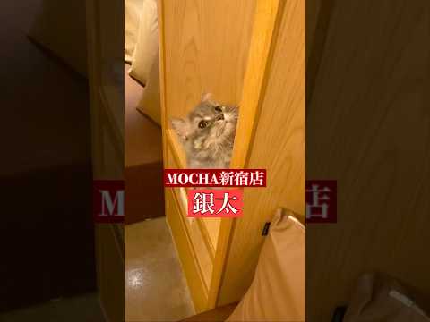 🐱銀太🐱　(スクーカム♂)　猫カフェMOCHA新宿店　2024/12/4 撮影分　　#日替わり猫カフェにゃんこ　#cat #catcafe