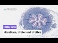 Histologie Harnblase, Ureter und Urethra - Mikroskopische Anatomie - AMBOSS-Video