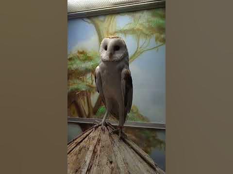 Совы бывают такие милые - YouTube