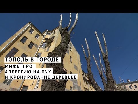 Тополь в городе. Мифы про аллергию на пух и кронирование деревьев