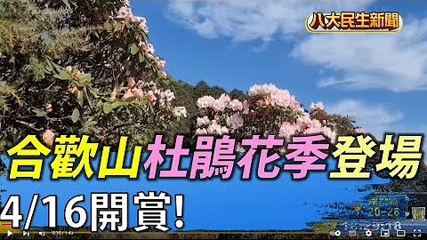 合歡山杜鵑花季登場 4/16開始賞花 |【民生八方事】| 2022041403 @gtvnews27 - 天天要聞