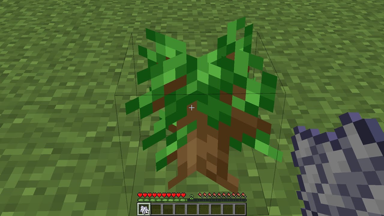 Which tree grows the tallest? YouTube
