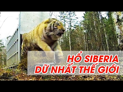 Video: Còn Lại Bao Nhiêu Con Hổ Amur
