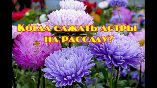 Когда сажать астры на рассаду?