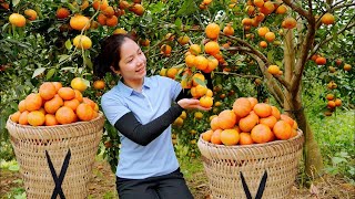 Harvest Red Tangerines Goes market sell - Taking Care Of Pets - Gardening - Hanna Daily Life New