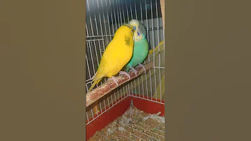 ذكر بادجي هائج Male Bad 0i Berserk 