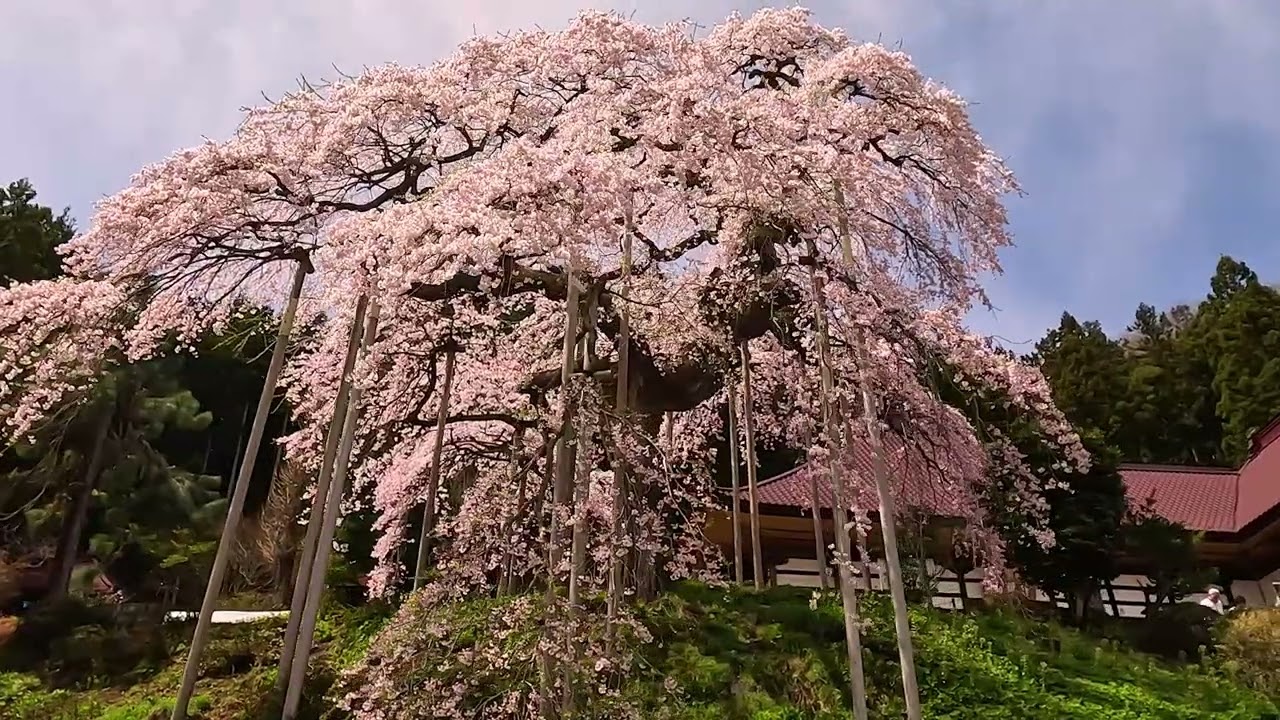 欅衝立足は桜、自然な形状 慈徳寺の種まき桜 [ 自然さんぽ Take a walk in nature ]（株式会社