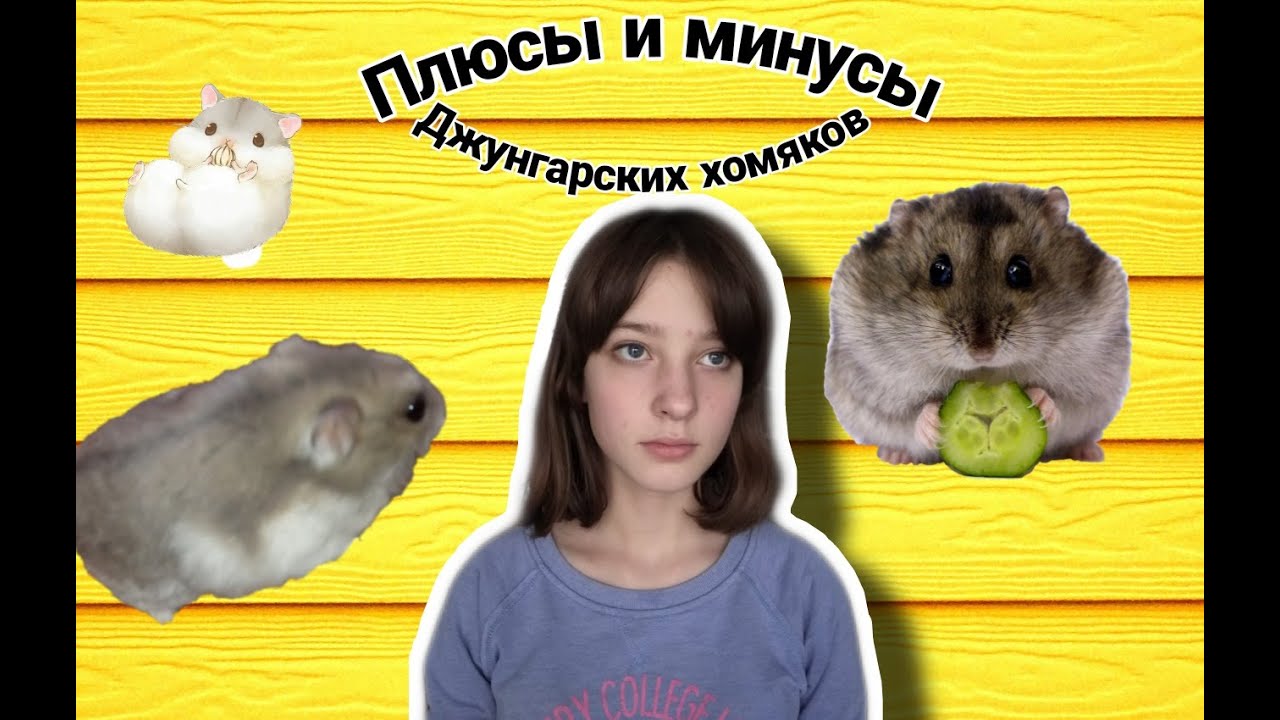 Хомячок минус