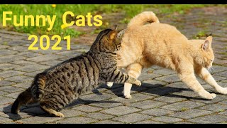 Funny and cute animal 79 in 2021 😹  | Cute animals 79 😂 | Try not to laugh