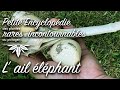 Petite encyclopédie des plantes rares et incontournables au potager : 3/ L