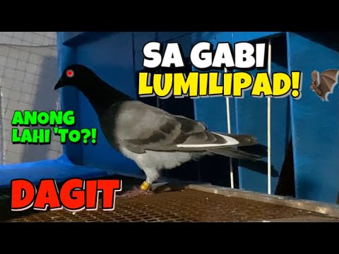 KAKAIBANG DAGIT, SA GABI LUMILIPAD, ANONG LAHI KAYA ‘TO?! 🦇