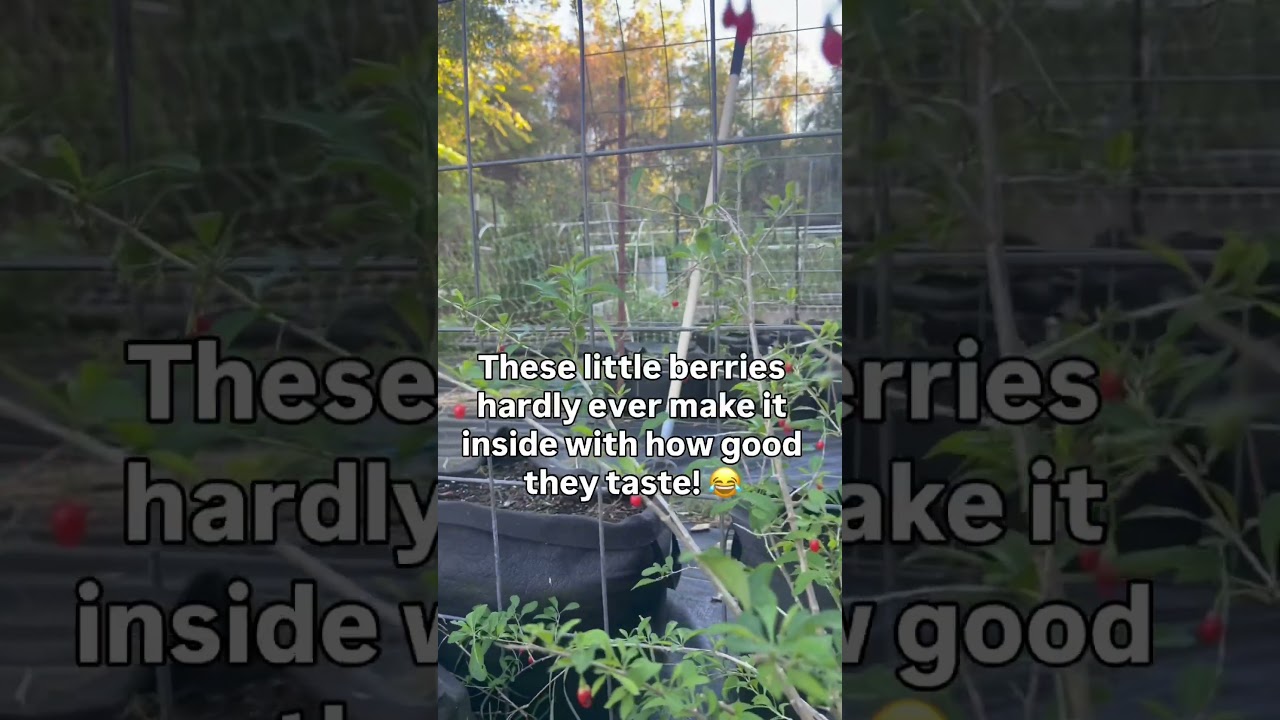 Uploads from From Seed to Spoon Garden Planning App