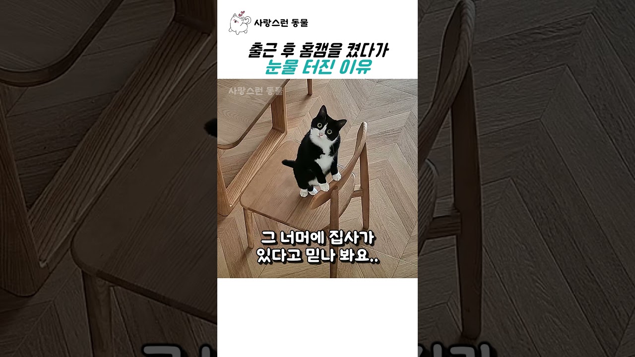 출근 후 홈캠을 켰다가 눈물 터진 이유