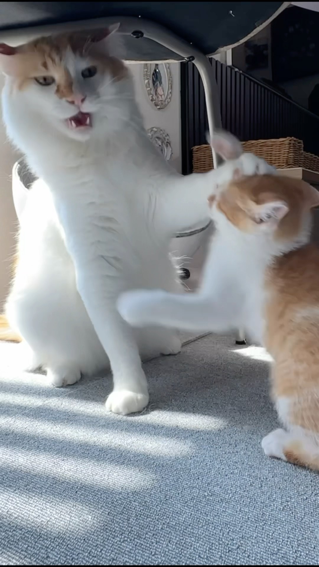 23.ネコ＊さやたぐ 蕪のせ猫 2023 231228 - YouTube