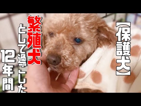 長いですか?短いですか?保護犬トイプードルに残された時間は・・「vol 286」