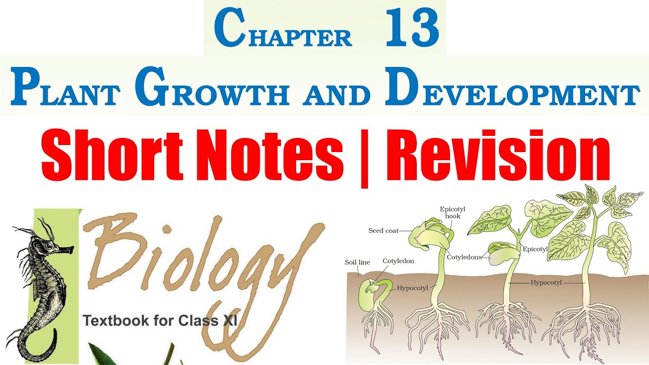 13: PLANT GROWTH AND DEVELOPMENT (Short Notes | Revision) | Class 11 ...